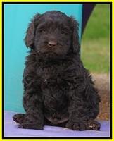 Penny Champion pups 6 wks old 281