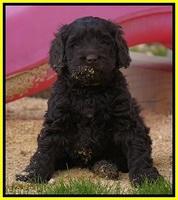 Penny Champion pups 6 wks old 301