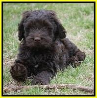 Penny Champion pups 7 wks old 261