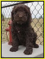 Penny Champion pups 7 wks old 281