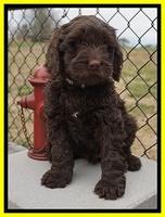 Penny Champion pups 7 wks old 291