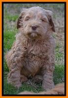 Penny Champion pups 6 wks old 341