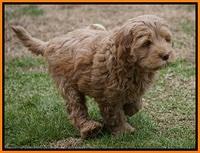 Penny Champion pups 7 wks old 371