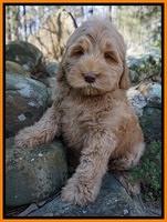 Penny Champion pups 8 wks old 2 61