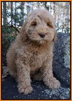 Penny Champion pups 8 wks old 2 71