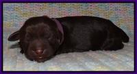 Penny Champ newborn pups 121