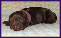 Penny Champ newborn pups 131
