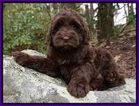 Penny Champ pups 8 wks old Pink Purple Red 151
