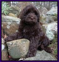 Penny Champ pups 8 wks old Pink Purple Red 219