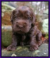 Penny Champion pups 3 wks old 201