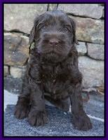 Penny Champion pups 4 wks old 201