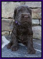 Penny Champion pups 4 wks old 221