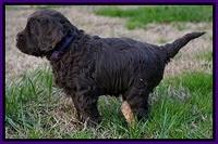 Penny Champion pups 5 wks old 261