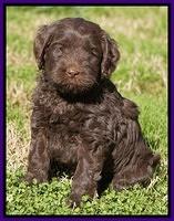 Penny Champion pups 5 wks old girls 009