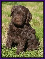 Penny Champion pups 5 wks old girls 010