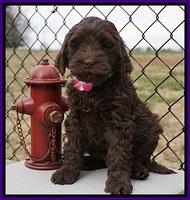 Penny Champion pups 7 wks old 421
