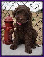 Penny Champion pups 7 wks old 431