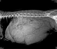 Calla preg 1 Xray day 54