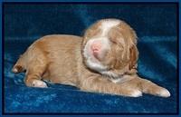 Calla Flicker pups 2 wks old #2 002