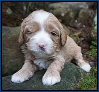 Calla Flicker pups 3 wks old 41