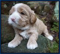 Calla Flicker pups 3 wks old 51