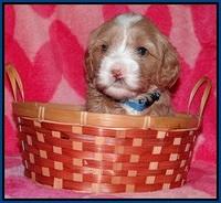 Calla Flicker pups 4 wks old 61