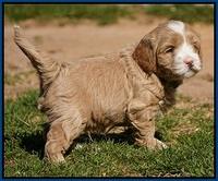 Calla Flicker pups 4.5 wks old 31
