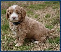 Calla Flicker pups 5 wks old 110