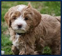 Calla Flicker pups 6 wks old 510