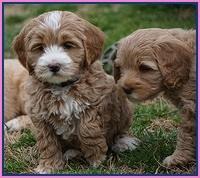 Calla Flicker pups 7 wks old 71