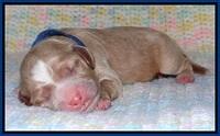 Calla Flicker pups newborn 71