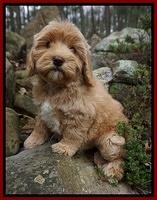 Calla Flicker Red boy 8 wks old 002