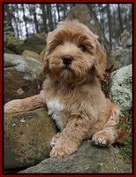 Calla Flicker Red boy 8 wks old 012