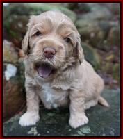 Calla Flicker pups 3 wks old 121