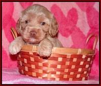 Calla Flicker pups 4 wks old 101