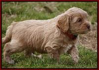 Calla Flicker pups 5 wks old 710