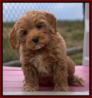Calla Flicker pups 7 wks old 121