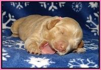 Calla Flicker pups 1 wk old 101