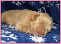 Calla Flicker pups 1 wk old 111