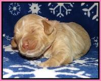 Calla Flicker pups 1 wk old 121