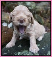 Calla Flicker pups 3 wks old 161
