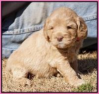 Calla Flicker pups 4.5 wks old 91