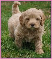 Calla Flicker pups 6 wks old 1 037