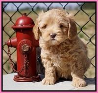 Calla Flicker pups 6 wks old 1410