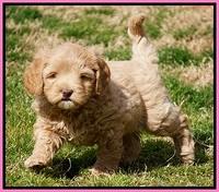 Calla Flicker pups 6 wks old 1510