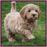 Calla Flicker pups 7 wks old 21