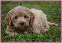 Calla Flicker pups 7 wks old 31