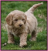 Calla Flicker pups 7 wks old 41