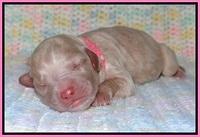 Calla Flicker pups newborn 111