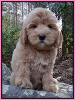 Calla flicker pup 8 wks old pink 015